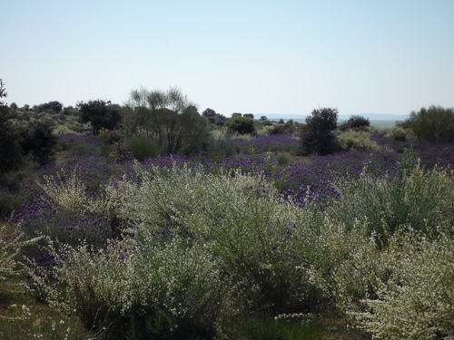 Fransk vild lavendel