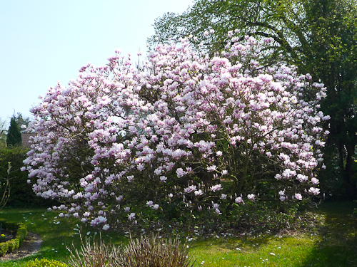 Blommand Magnoliaträd i byarna